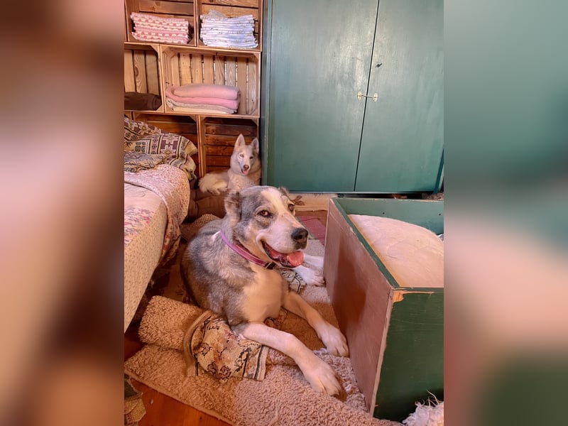 Daenerys - menschenbezogen, lieb