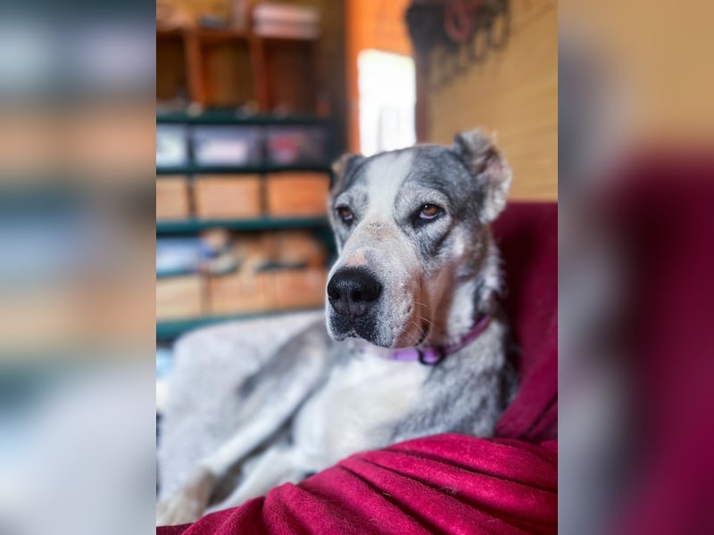 Daenerys - menschenbezogen, lieb