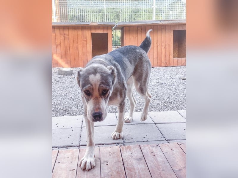 Daenerys - menschenbezogen, lieb