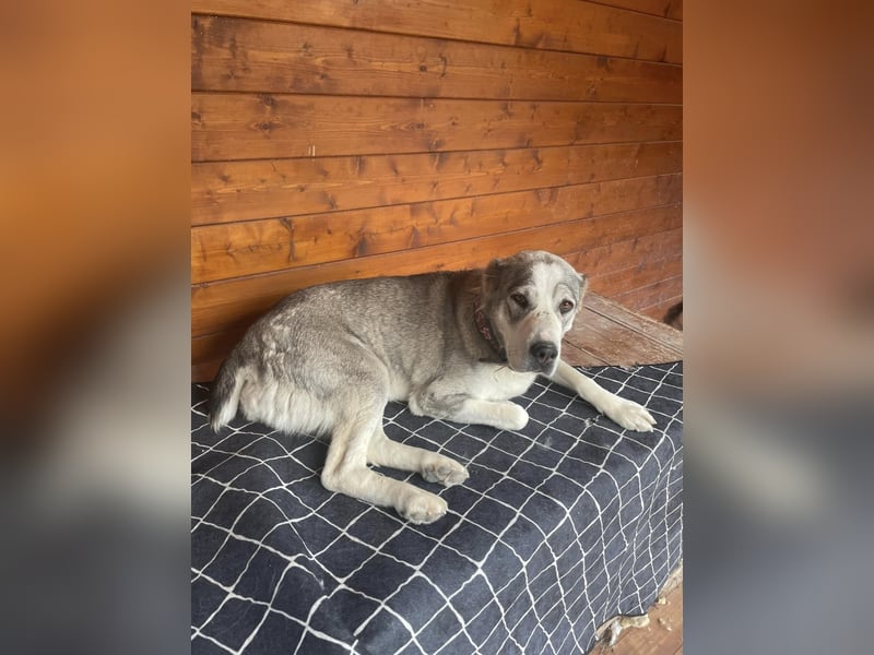 Daenerys - menschenbezogen, lieb