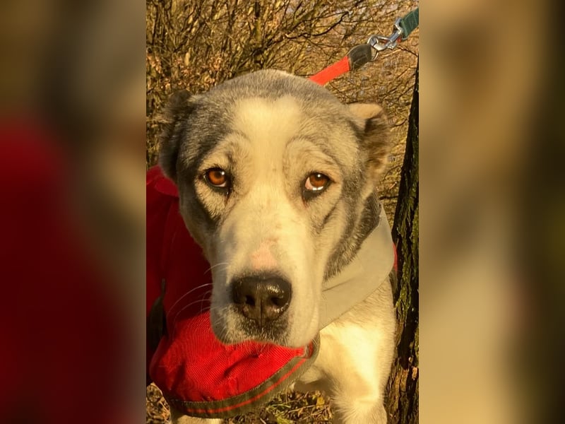 Daenerys - menschenbezogen, lieb