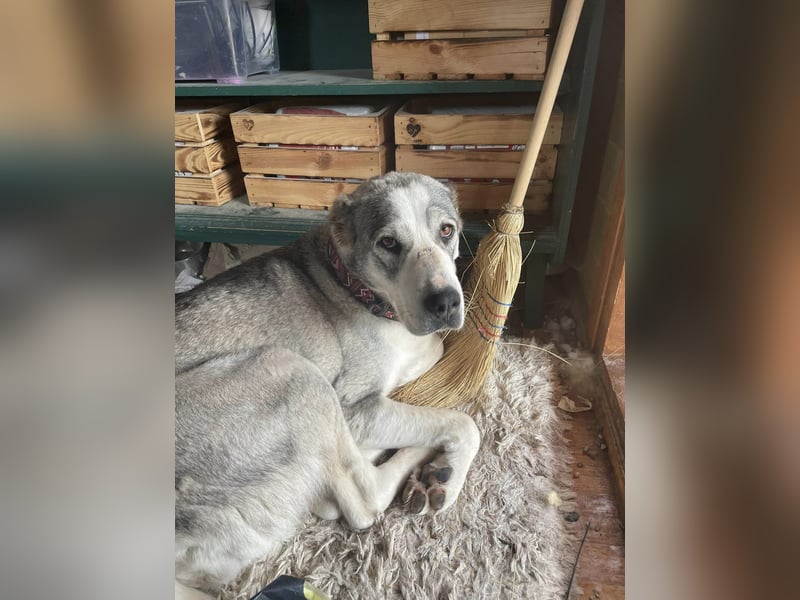 Daenerys - menschenbezogen, lieb