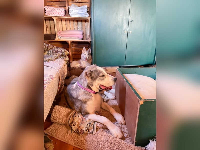 Daenerys - menschenbezogen, lieb