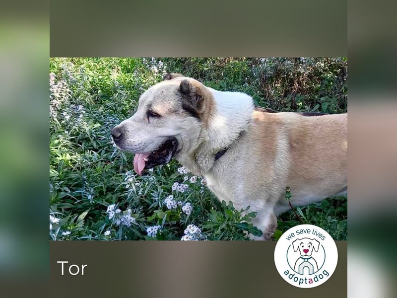Tor: Großer Kerl mit weichem Herzen