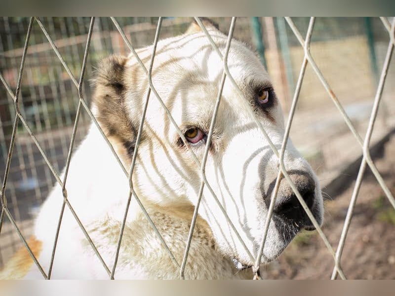 Tor: Großer Kerl mit weichem Herzen