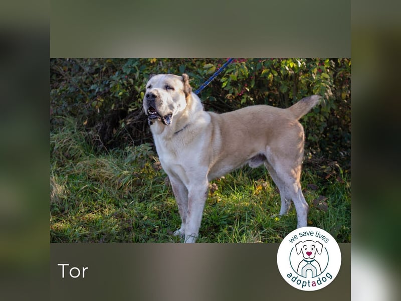 Tor: Großer Kerl mit weichem Herzen