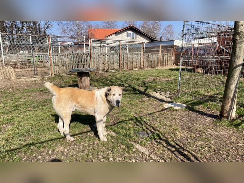 Tor: Großer Kerl mit weichem Herzen