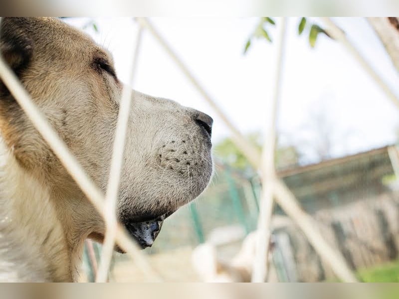 Tor: Großer Kerl mit weichem Herzen