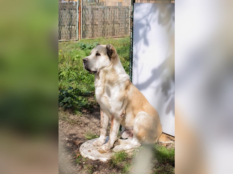 Tor: Großer Kerl mit weichem Herzen