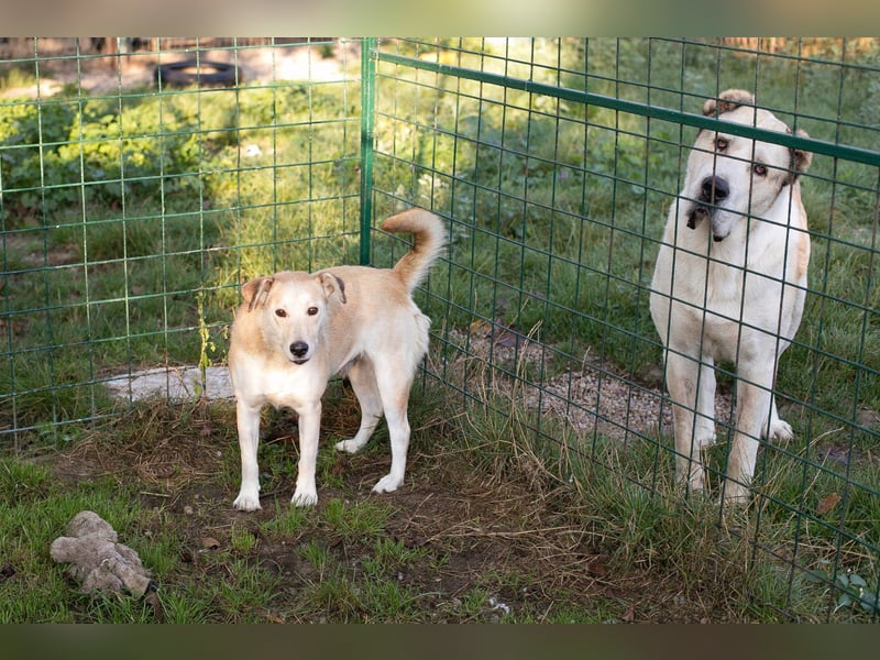 Tor: Großer Kerl mit weichem Herzen