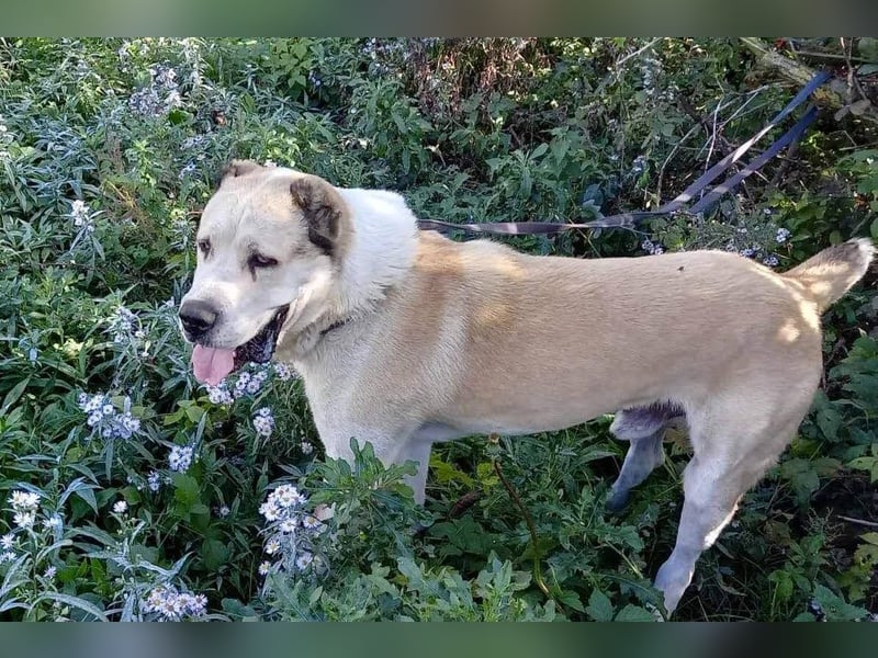 Tor: Großer Kerl mit weichem Herzen