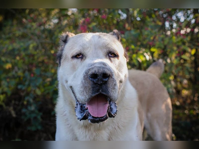 Tor: Großer Kerl mit weichem Herzen