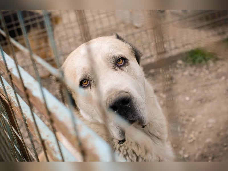 Tor: Großer Kerl mit weichem Herzen