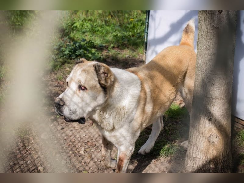 Tor: Großer Kerl mit weichem Herzen