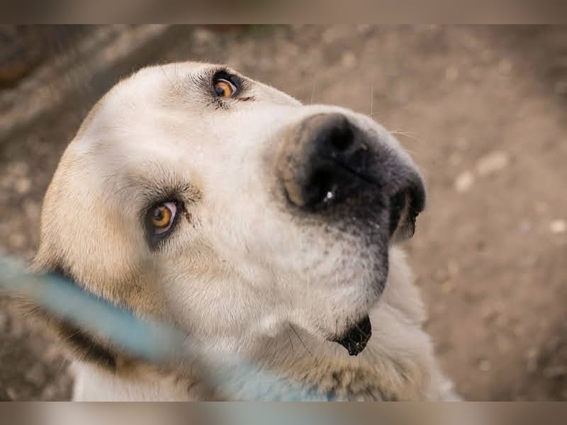 Tor: Großer Kerl mit weichem Herzen