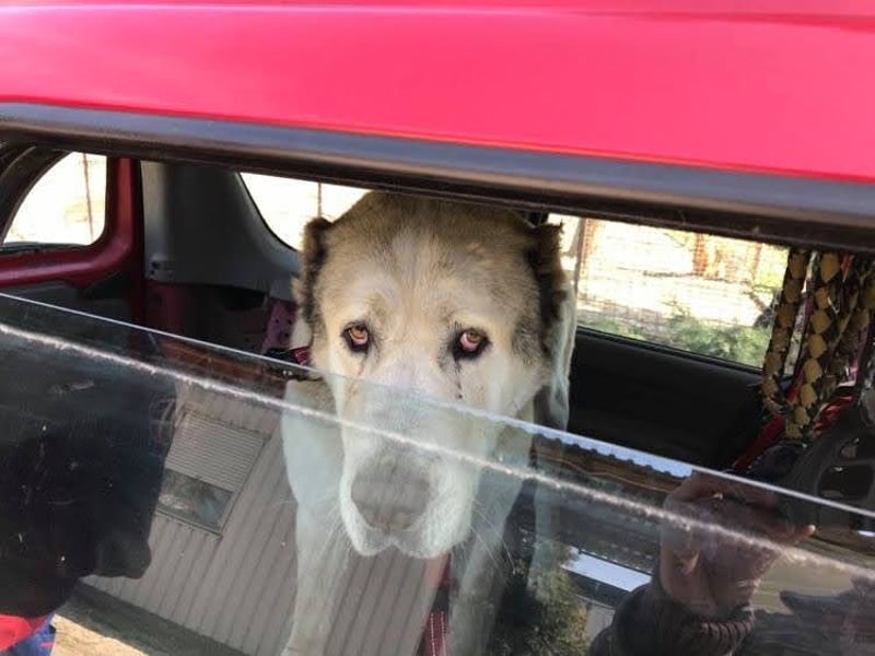 Tor: Großer Kerl mit weichem Herzen