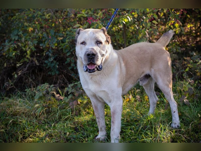 Tor: Großer Kerl mit weichem Herzen