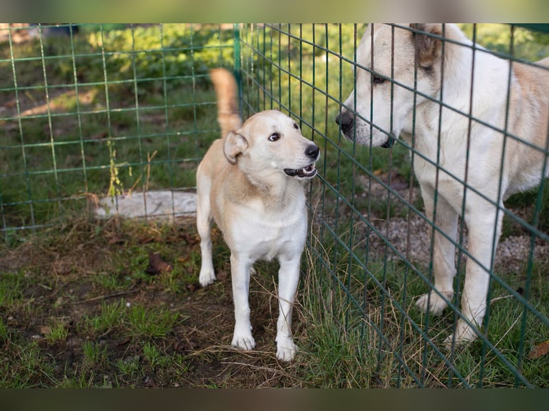 Tor: Großer Kerl mit weichem Herzen