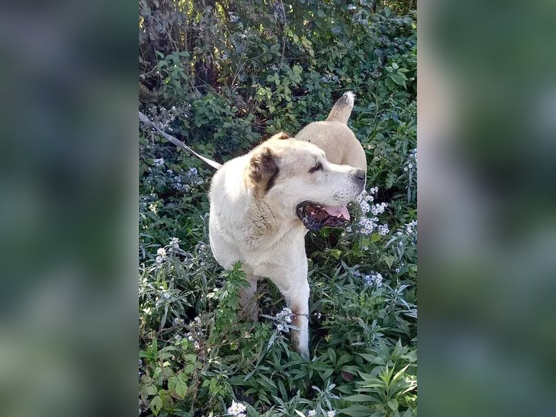 Tor: Großer Kerl mit weichem Herzen