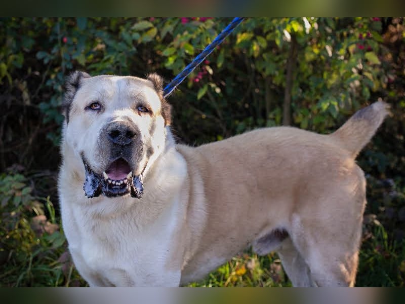 Tor: Großer Kerl mit weichem Herzen