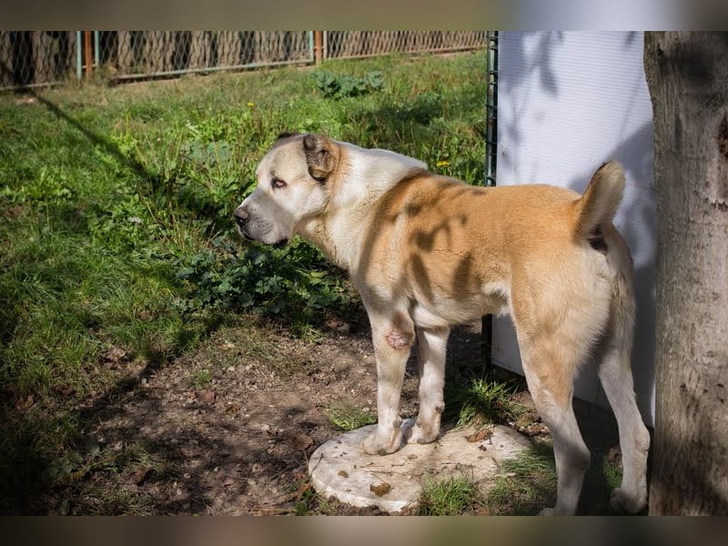 Tor: Großer Kerl mit weichem Herzen