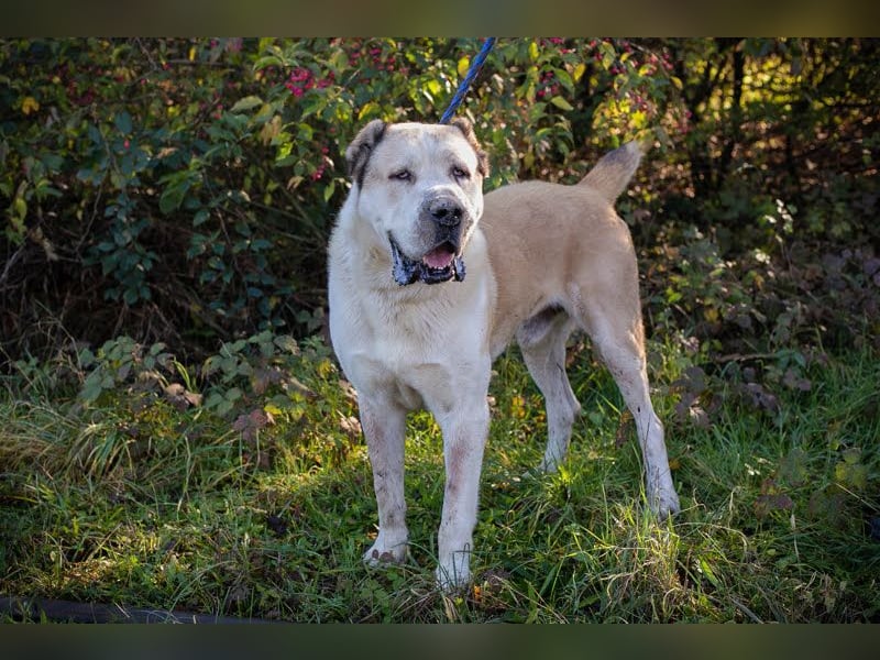 Tor: Großer Kerl mit weichem Herzen