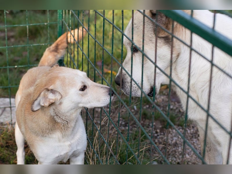 Tor: Großer Kerl mit weichem Herzen