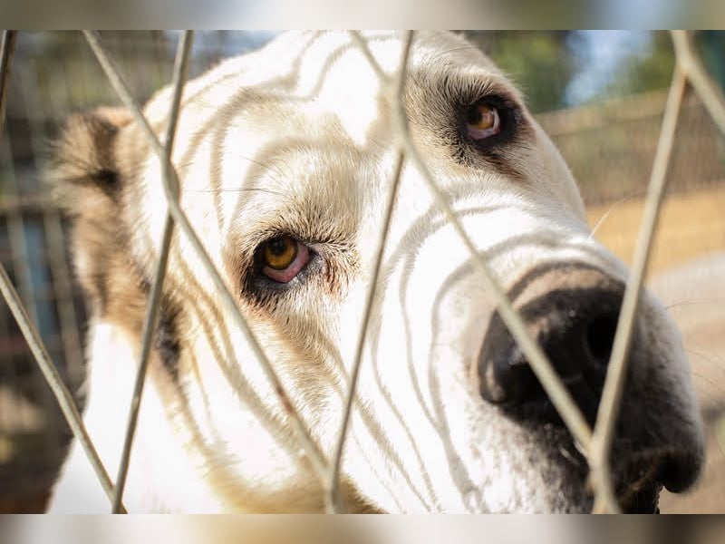 Tor: Großer Kerl mit weichem Herzen