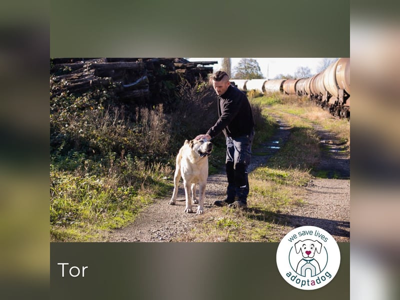 Tor: Großer Kerl mit weichem Herzen