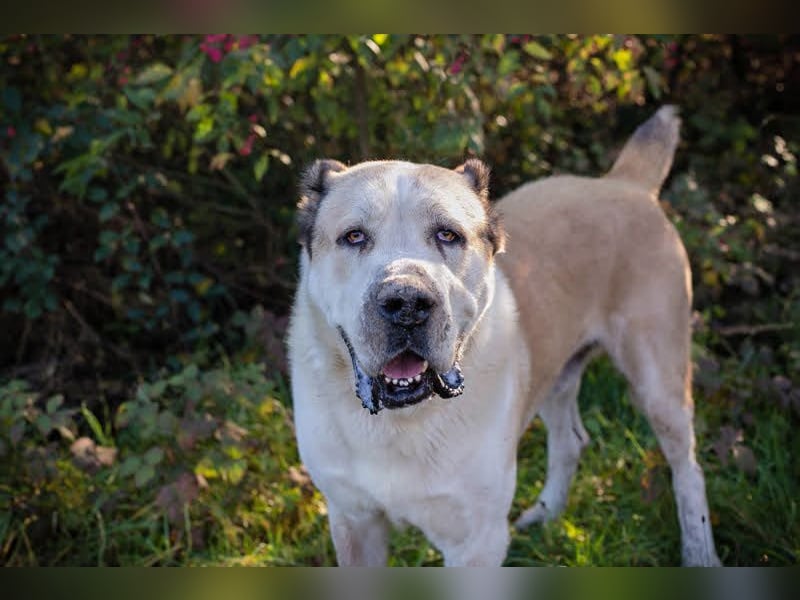 Tor: Großer Kerl mit weichem Herzen