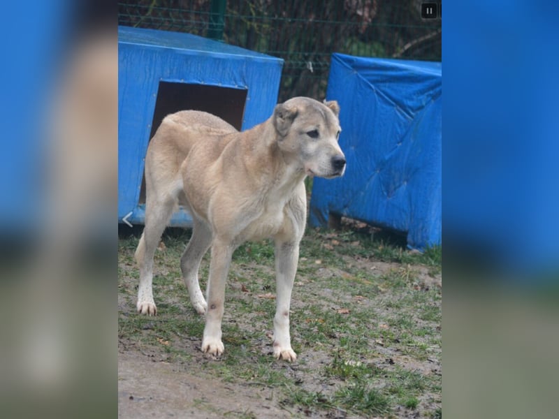 Sanfter Alabai Rüde „Malik“, ca. 2018/2019 geboren, sucht ein ruhiges Zuhause erfahrenen Haltern