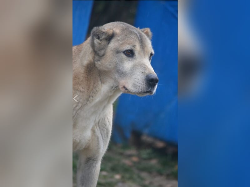 Sanfter Alabai Rüde „Malik“, ca. 2018/2019 geboren, sucht ein ruhiges Zuhause erfahrenen Haltern
