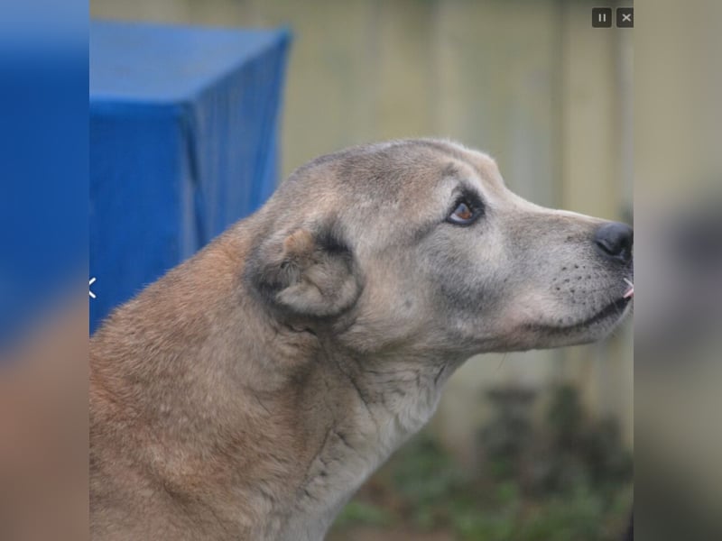 Sanfter Alabai Rüde „Malik“, ca. 2018/2019 geboren, sucht ein ruhiges Zuhause erfahrenen Haltern