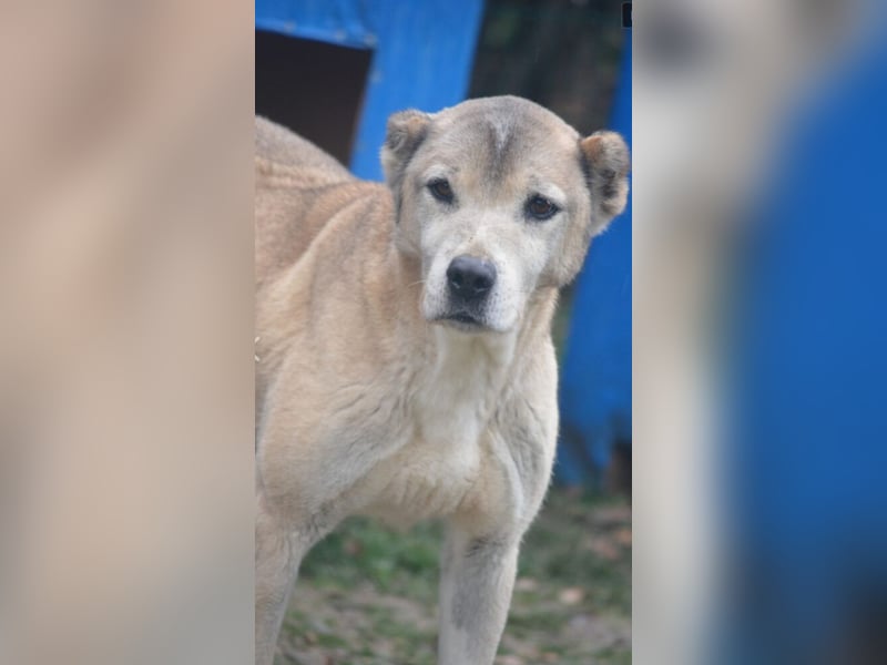 Sanfter Alabai Rüde „Malik“, ca. 2018/2019 geboren, sucht ein ruhiges Zuhause erfahrenen Haltern