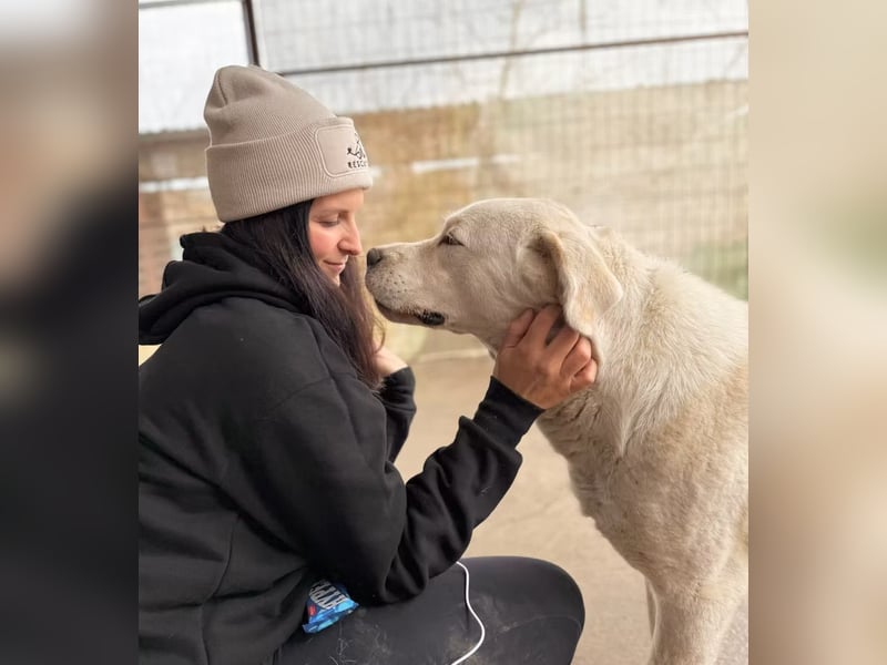 Dömper -Herzensriese sucht Zuhause