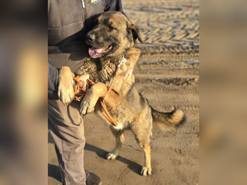 Berengar - Großer Hund mit noch größerem Herzen!