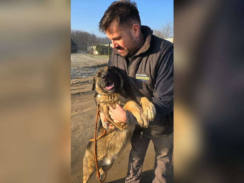 Berengar - Großer Hund mit noch größerem Herzen!