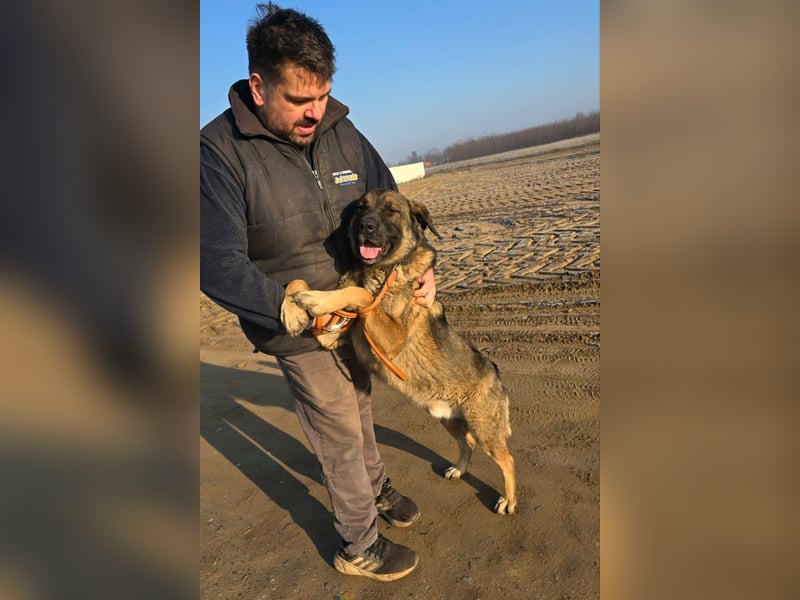 Berengar - Großer Hund mit noch größerem Herzen!