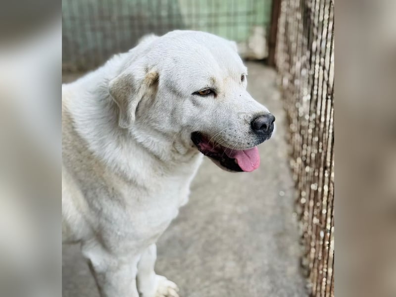 Dömper -Herzensriese sucht Zuhause