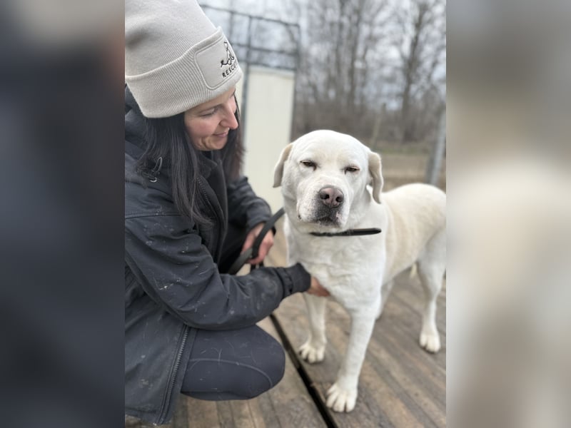 Dömper -Herzensriese sucht Zuhause