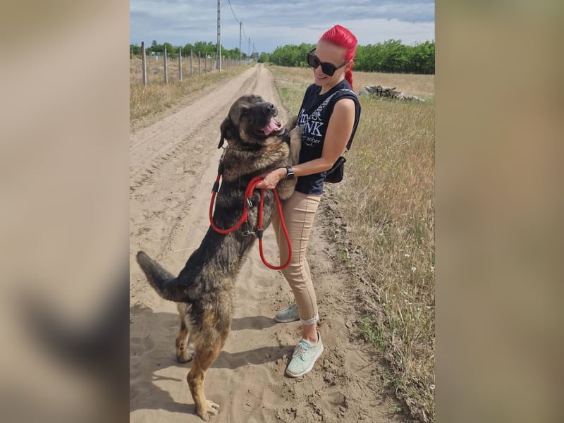 Berengar - Großer Hund mit noch größerem Herzen!