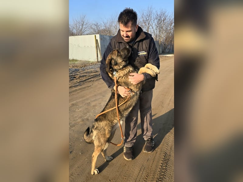 Berengar - Großer Hund mit noch größerem Herzen!