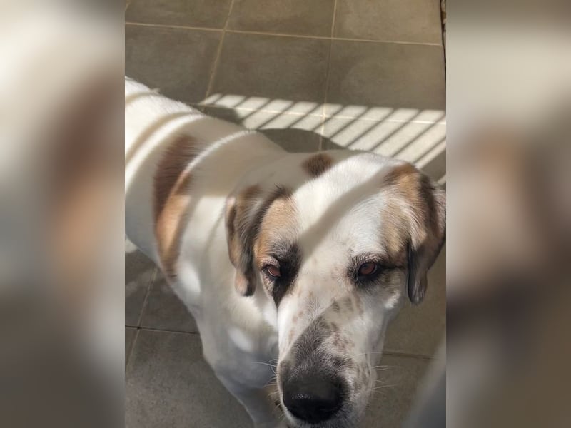 HAILEY - die stolze Alabai-Hündin sucht ein tolles Zuhause bei rasseerfahrenen Menschen