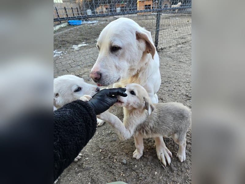 Aura, Mutter von Tommy und  Timo, zugänglich und respektvoll