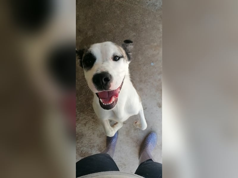 Asy Gesucht:  Herdenschutzhund-Liebhaber!