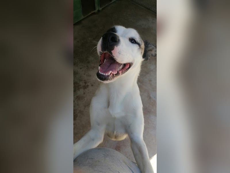 Asy Gesucht:  Herdenschutzhund-Liebhaber!