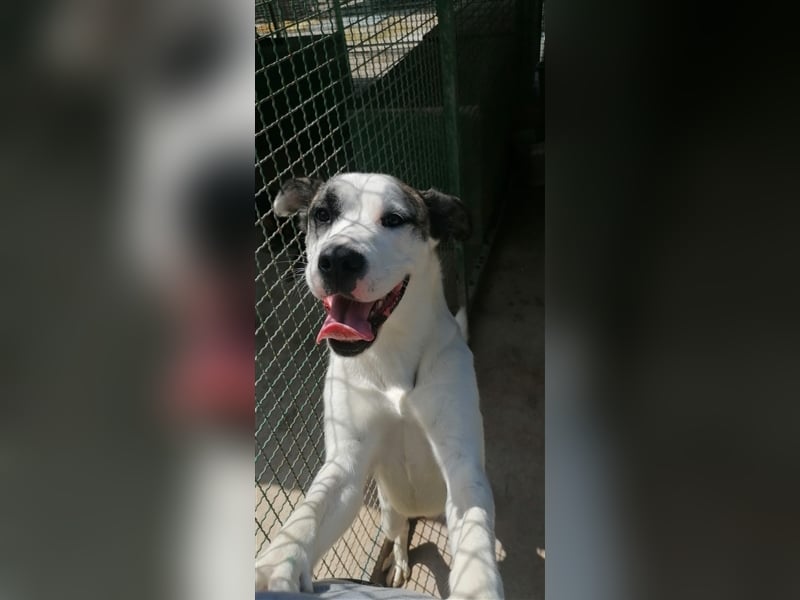 Asy Gesucht:  Herdenschutzhund-Liebhaber!