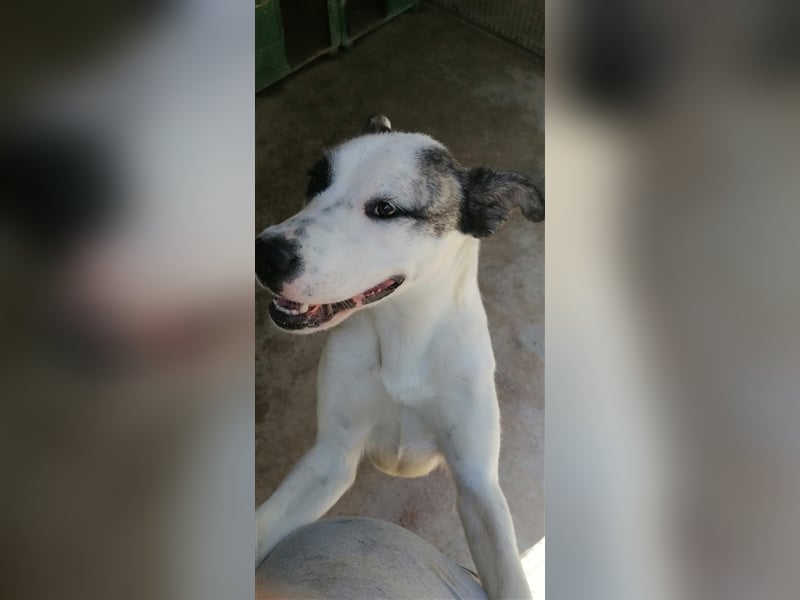 Asy Gesucht:  Herdenschutzhund-Liebhaber!