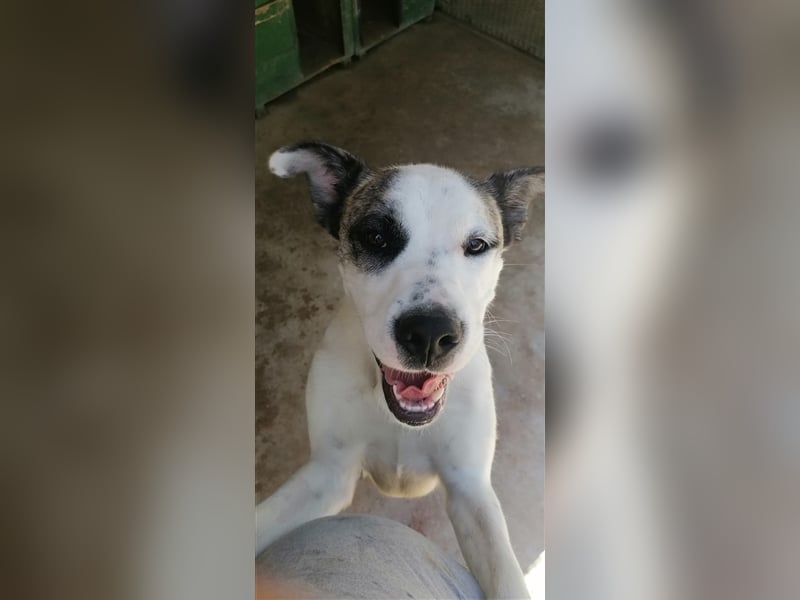 Asy Gesucht:  Herdenschutzhund-Liebhaber!