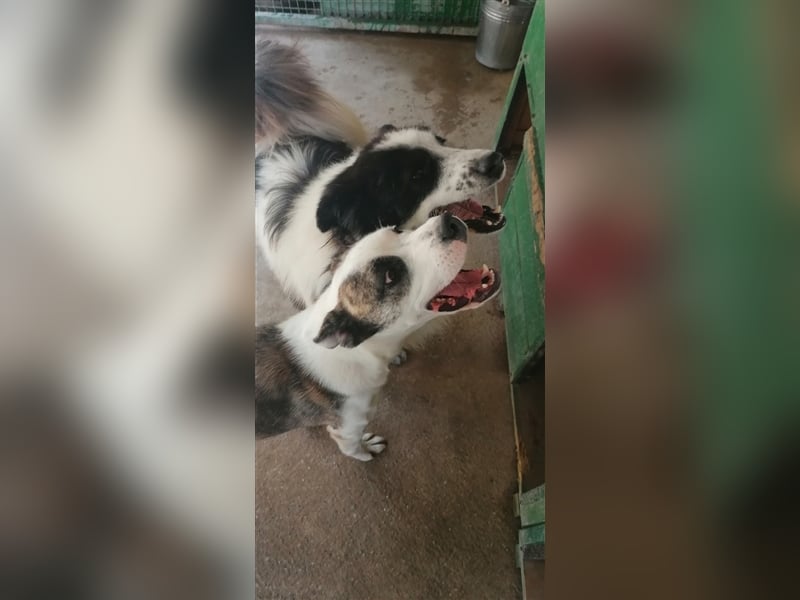 Asy Gesucht:  Herdenschutzhund-Liebhaber!